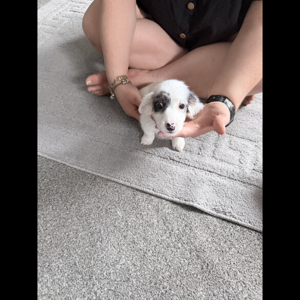 Dachshund (Smooth Haired)