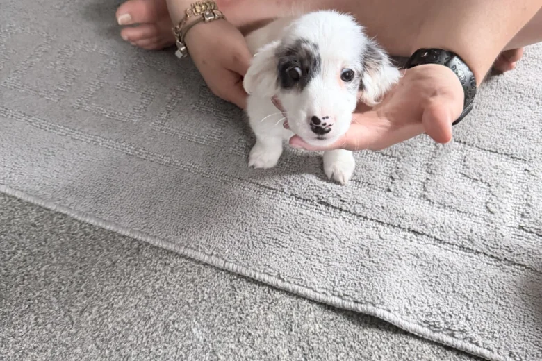 Dachshund (Smooth Haired)