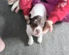 Dachshund (Smooth Haired)