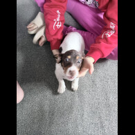 Dachshund (Smooth Haired)