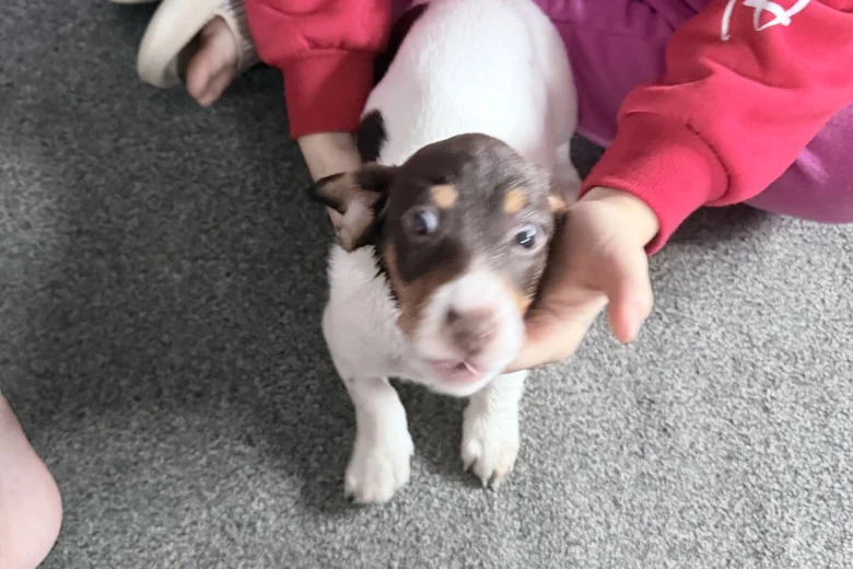 Dachshund (Smooth Haired)