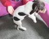 Dachshund (Smooth Haired)