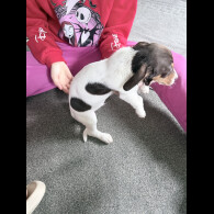 Dachshund (Smooth Haired)