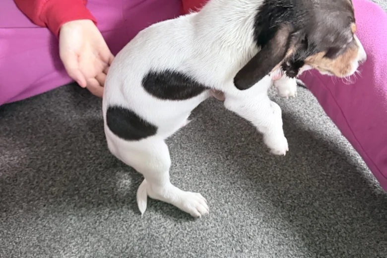 Dachshund (Smooth Haired)