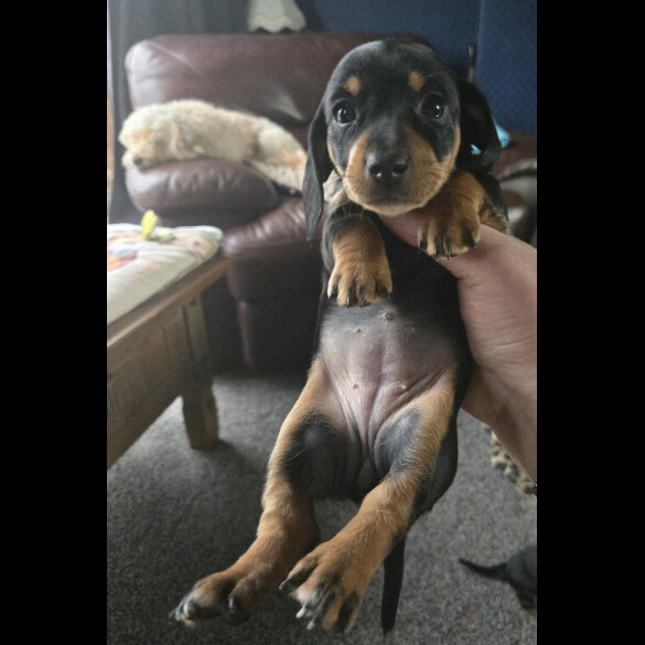 Dachshund (Smooth Haired)