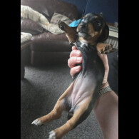 Dachshund (Smooth Haired)