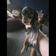 Dachshund (Smooth Haired)