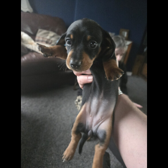 Dachshund (Smooth Haired)