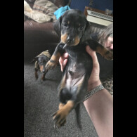 Dachshund (Smooth Haired)