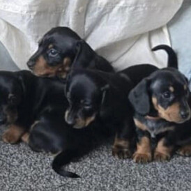 Dachshund (Smooth Haired)