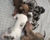 Dachshund (Smooth Haired)