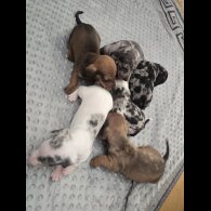 Dachshund (Miniature Smooth Haired)