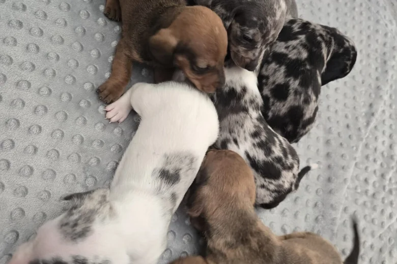 Dachshund (Smooth Haired)