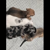 Dachshund (Miniature Smooth Haired)