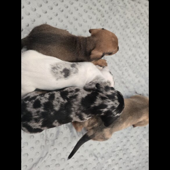 Dachshund (Miniature Smooth Haired)