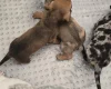 Dachshund (Smooth Haired)