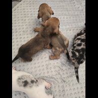 Dachshund (Miniature Smooth Haired)