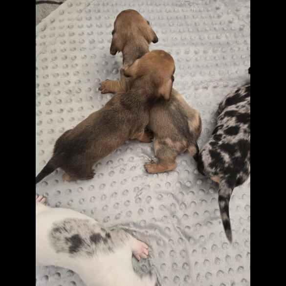 Dachshund (Miniature Smooth Haired)