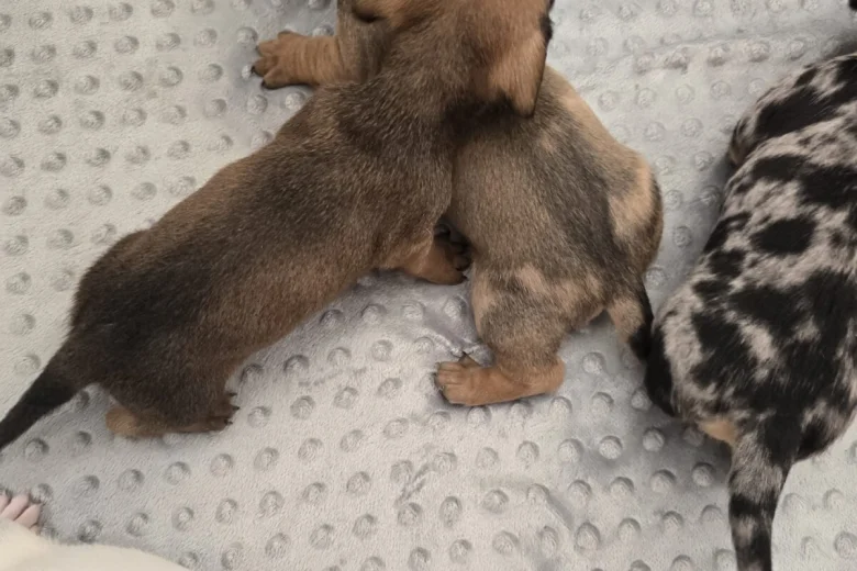 Dachshund (Smooth Haired)