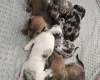 Dachshund (Smooth Haired)