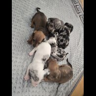 Dachshund (Miniature Smooth Haired)