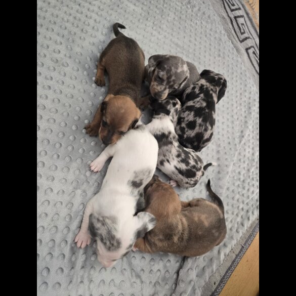 Dachshund (Miniature Smooth Haired)