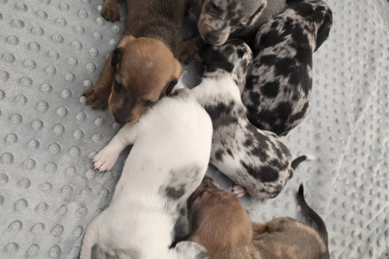 Dachshund (Smooth Haired)