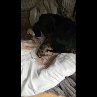 Dachshund (Miniature Smooth Haired)