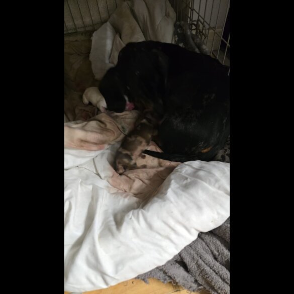 Dachshund (Miniature Smooth Haired)