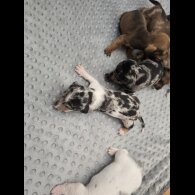 Dachshund (Miniature Smooth Haired)