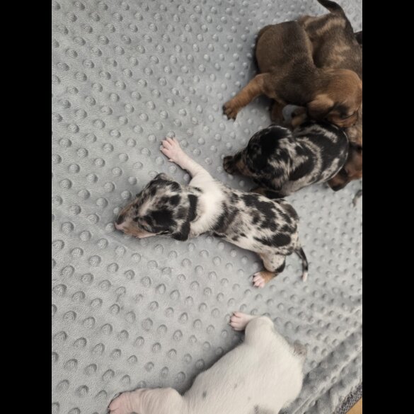 Dachshund (Miniature Smooth Haired)