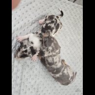 Dachshund (Miniature Smooth Haired)