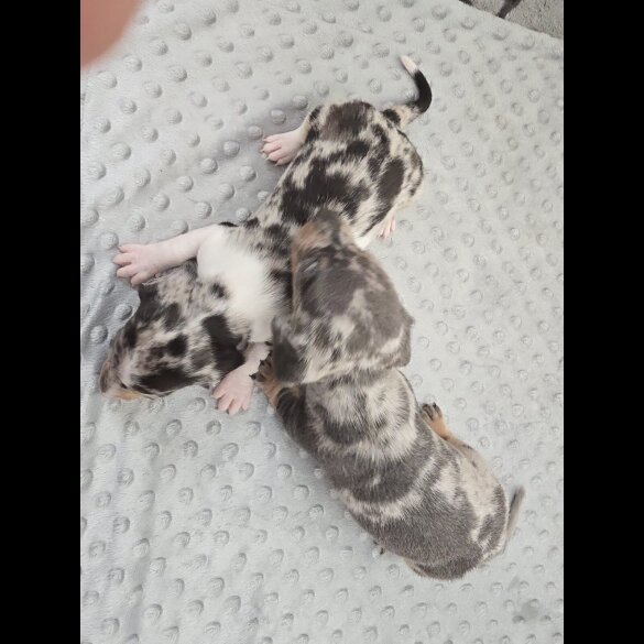 Dachshund (Miniature Smooth Haired)