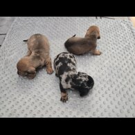 Dachshund (Miniature Smooth Haired)