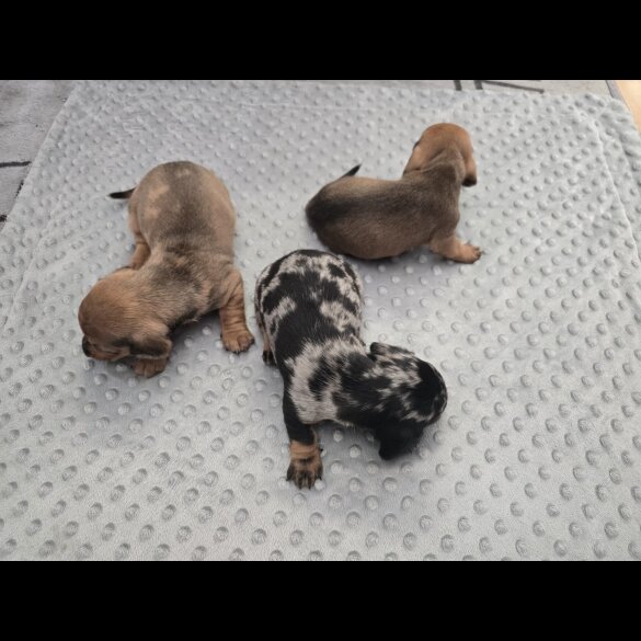 Dachshund (Miniature Smooth Haired)