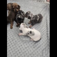 Dachshund (Miniature Smooth Haired)