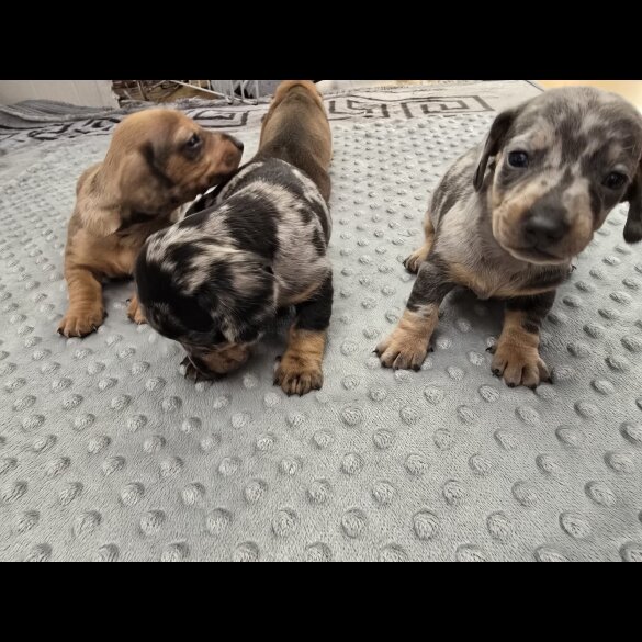 Dachshund (Miniature Smooth Haired)