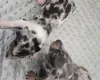 Dachshund (Smooth Haired)