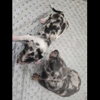 Dachshund (Miniature Smooth Haired)