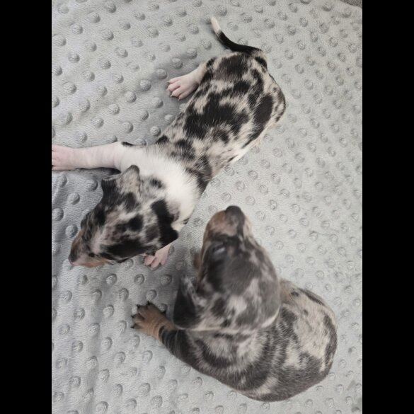 Dachshund (Miniature Smooth Haired)