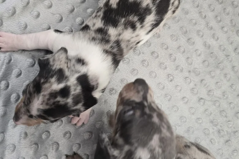 Dachshund (Smooth Haired)