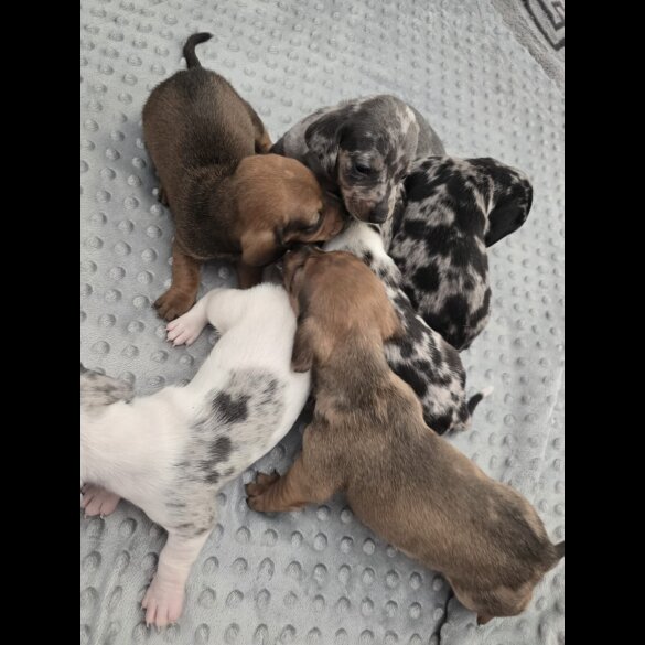 Dachshund (Miniature Smooth Haired)