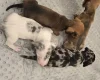 Dachshund (Smooth Haired)