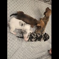 Dachshund (Miniature Smooth Haired)