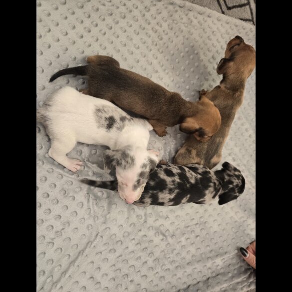 Dachshund (Miniature Smooth Haired)