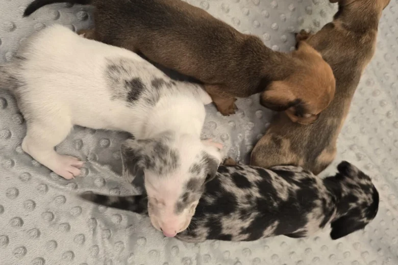 Dachshund (Smooth Haired)