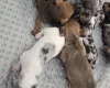 Dachshund (Smooth Haired)