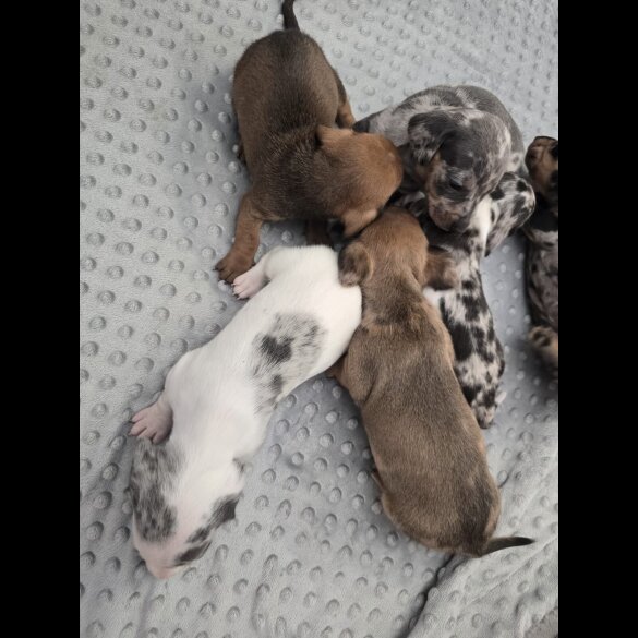 Dachshund (Miniature Smooth Haired)