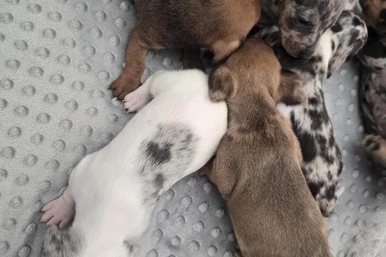 Dachshund (Smooth Haired)