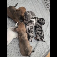 Dachshund (Miniature Smooth Haired)